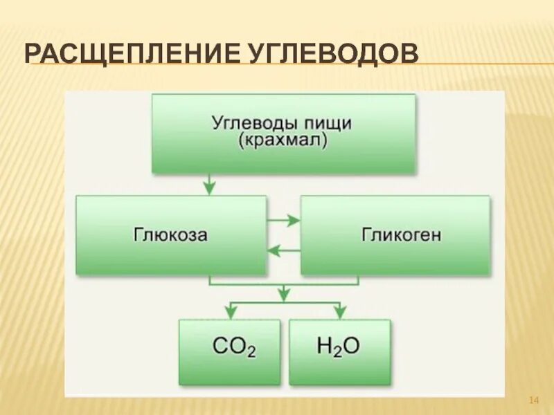 Схема расщепления углеводов. Где расщепляются углеводы. Расщепление БЖУ. Распад углеводов. Этапы расщепления крахмала