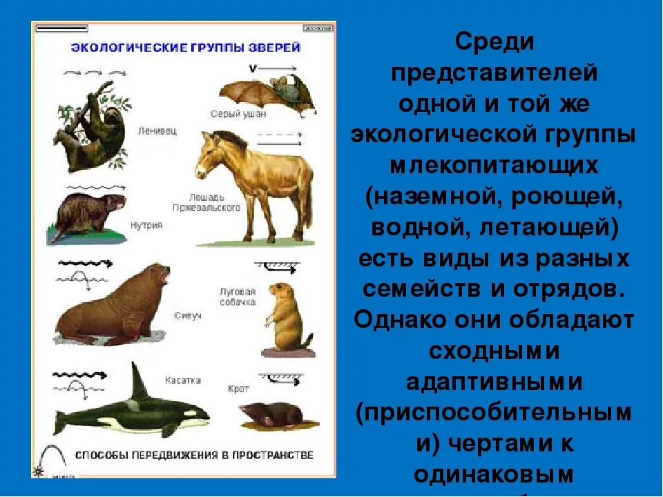 Прикрепленный образ жизни относится к животным. Группы млекопитающих. Экологические группы млекопитающих. Экологические группы мле. Млекопитающие представители.