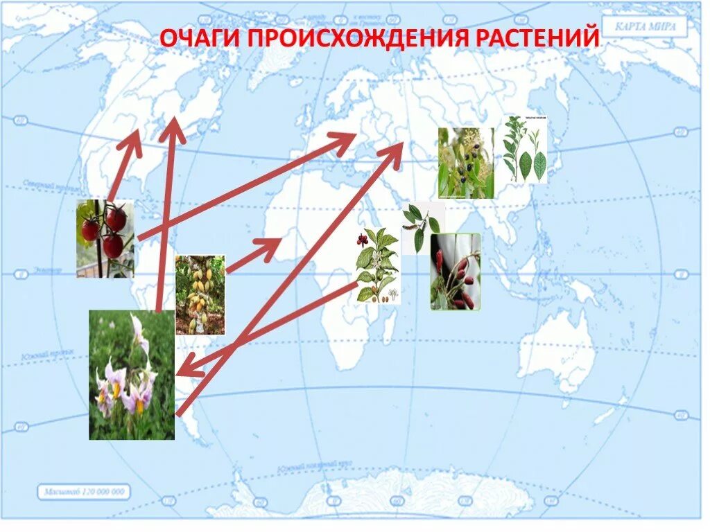 Сообщение о растениях путешественниках