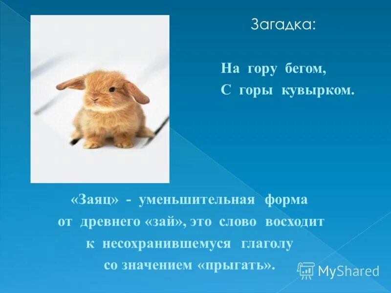 загадка в гору бегом с горы кувырком. заяц бежит в гору. загадка без рук без ног а ворота. в гору бегом а с горы кувырком ответ на загадку. загадка про кролика.