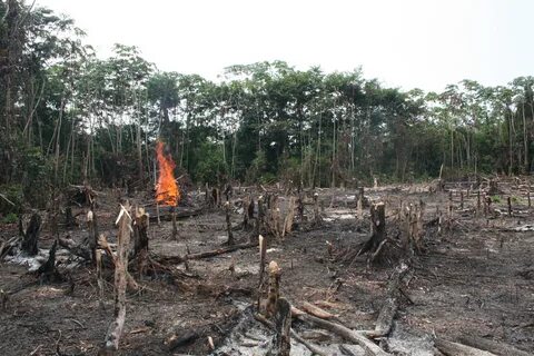 Destruction of wildlife