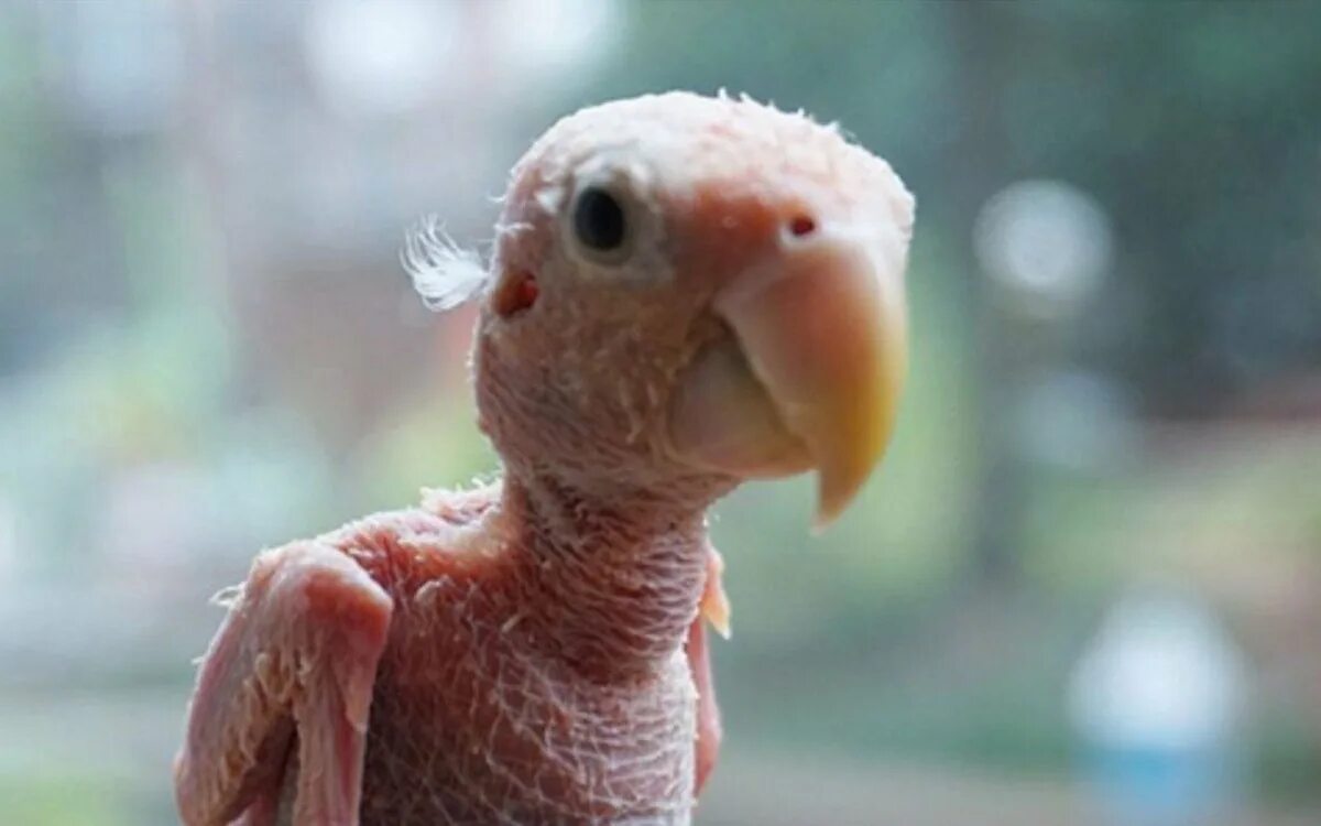 Человек животное без перьев