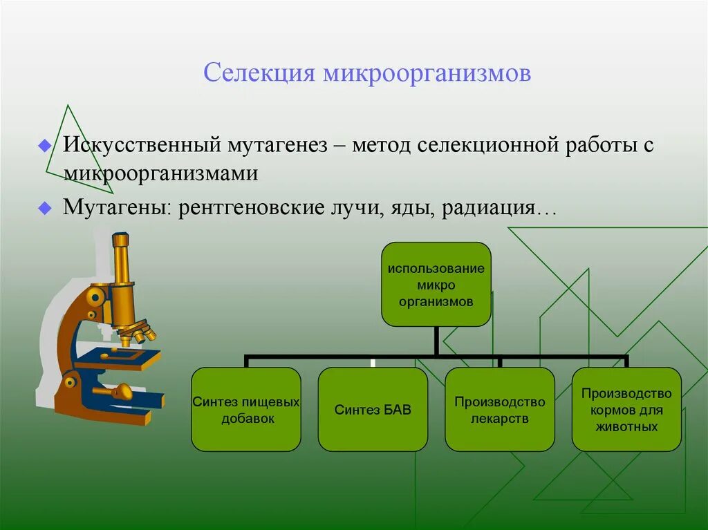 Методы селекции микроо. Особенности селекции микроорганизмов. Методы селекции микроорганизмов 11 класс. Селекция микроорганизмов искусственный отбор. Особенности селекции бактерий.