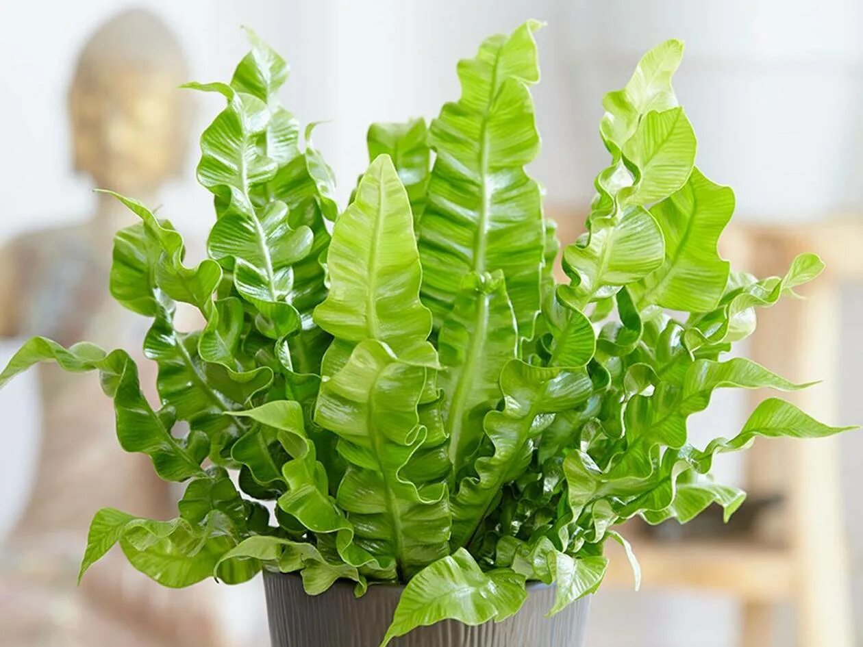 Асплениум нидус крисси. Асплениум нидус. Папоротник асплениум нидус. Асплениум нидус. Папоротник асплениум.