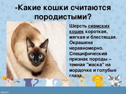 Какие кошки считаются взрослыми