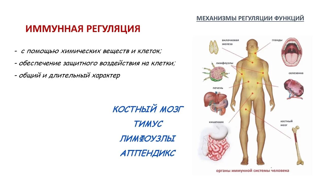 Функции человеческого организма. Функции органов человека. Физиологические функции организма. Организм человека биология 8 класс.