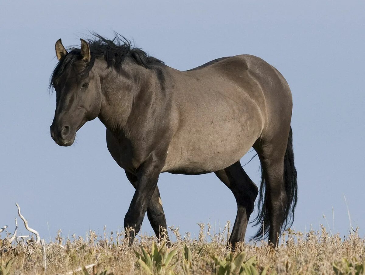 Мустанг Грулла. Мустанг Грулла кобыла 88544b. Лошадь скалистых гор. Mustang лошадь. Дикая лошадь из азии 5 букв сканворд