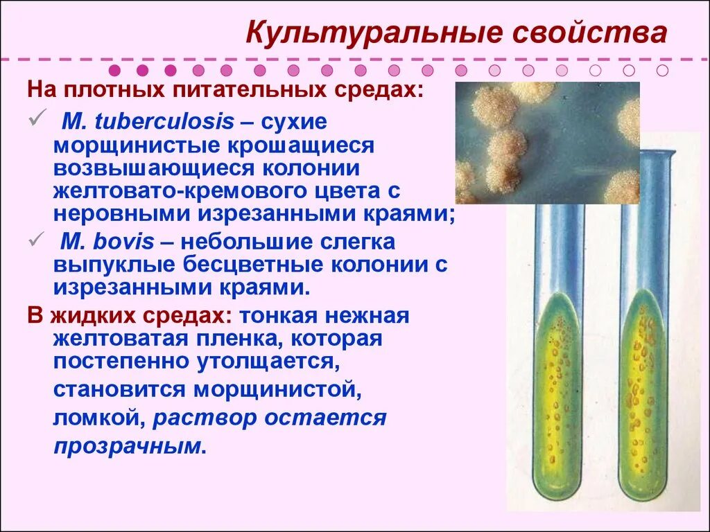 Плотная и жидкая среда. Питательные среды для микобактерий туберкулеза. Mycobacterium tuberculosis культуральные свойства. Возбудитель туберкулеза на плотной среде. На плотных питательных средах микобактерии туберкулеза.