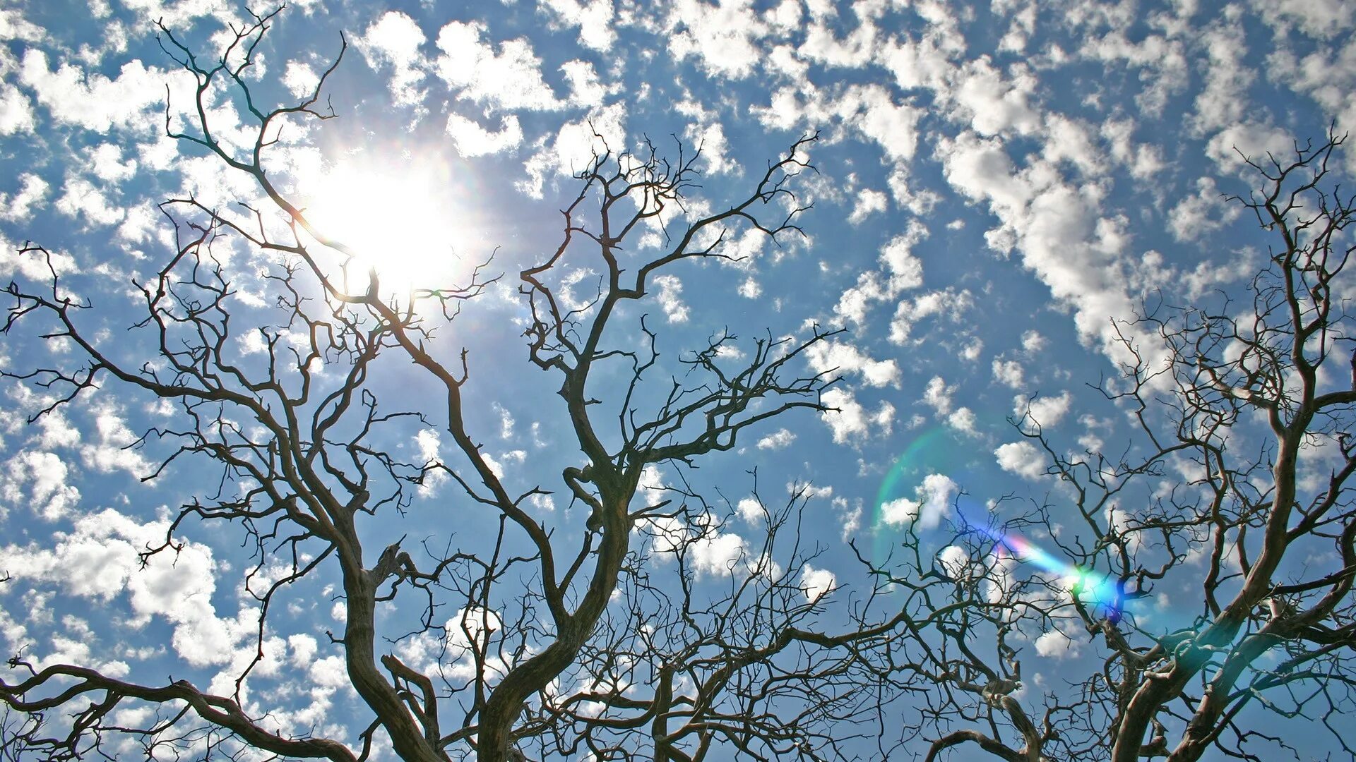 Весной воздух становится. Весеннее небо. Дерево на фоне неба.
