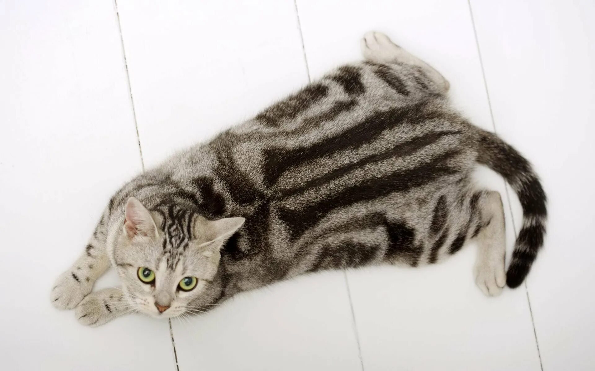 Серые коты с пятнами. Американская короткошерстная табби. Американская короткошерстная табби Браун. Британский короткошерстный кот полосатый. Американская короткошерстная кошка полосатая.