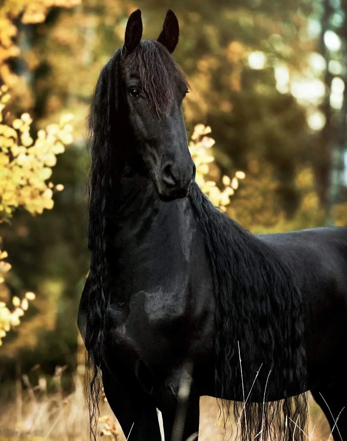 Про черного коня. Фризская лошадь гнедая. Лошади породы фриз гнедой. Цыганская Вороная лошадь.