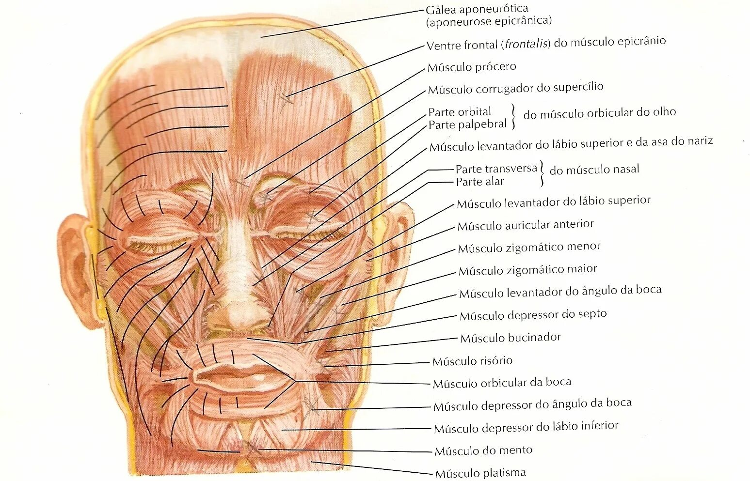 Верхняя часть лба. Мимические мышцы лица анатомия. Мимические мышцы лица анатомия атлас. Мышцы лица анатомия Синельников. Мышцы лица pars orbitalis.