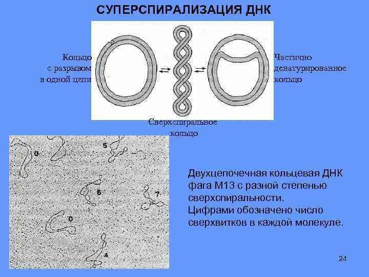 Кольцевая строение 2. Кольцевая ДНК. Замкнутая Кольцевая ДНК. Кольцевая ДНК прокариот. Кольцевая структура ДНК.