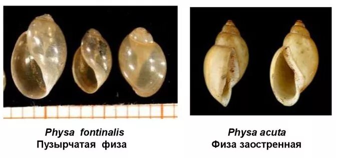 Acuta латынь. Физа пузырчатая Physa fontinalis. Физа заостренная. Улитка физа заостренная. Физа пузырчатая в аквариуме.