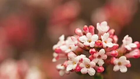 A small flower