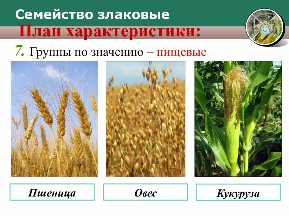 Пшеница однодольное