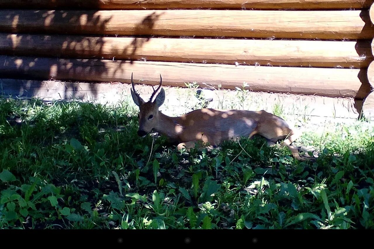 быки нурлат. лесные животные иркутска. растительный и животный мир нижегородской области. спк шагаевский починковский район. ветеринарка на вешняках.