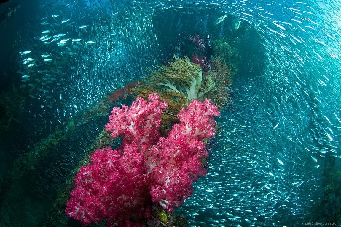 Самые большие водоросли. Раджа Ампат Индонезия подводный мир. Красивые водоросли. Растения под водой. Растительность в океане.