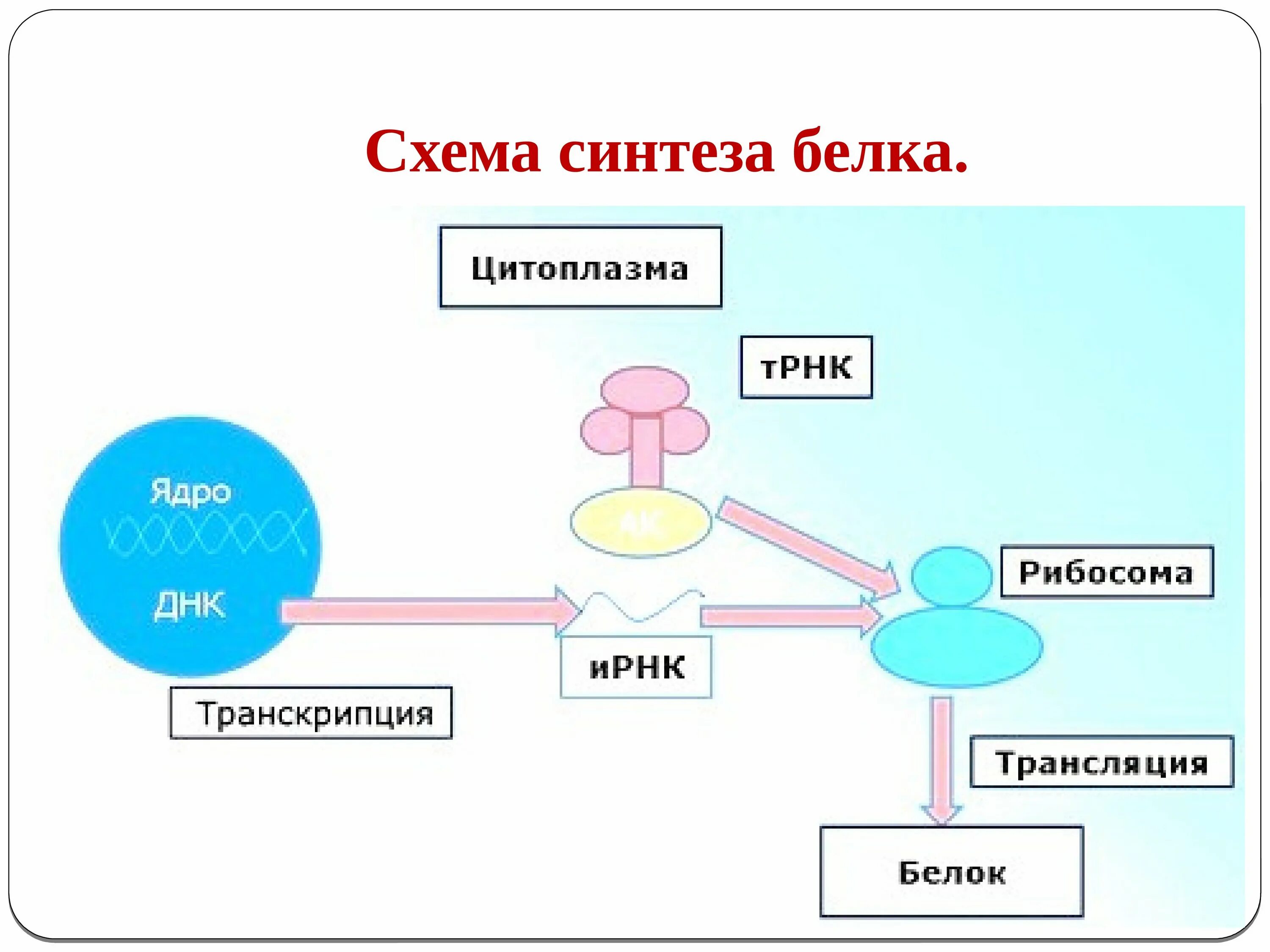 Укажите этапы синтеза белка. Схема трансляции синтеза белка. Синтез белка схема. Трансляция белка схема. Синтез белка транскрипция и трансляция.