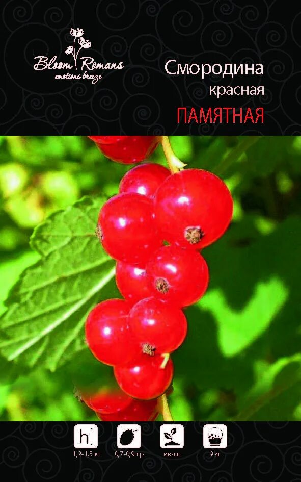 Смородина красная detwan. Смородина памятная. Смородина памятная описание сорта. Смородина памятная. Смородина юбилейная копаня.