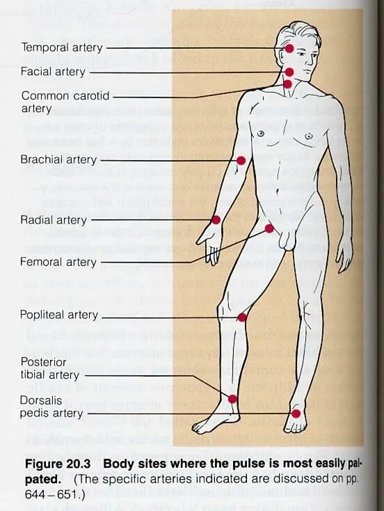 Ощущается пульс. Места измерения пульса у человека. Точки определения пульса. Точки пульса у человека. Точки определения пульса на теле человека.
