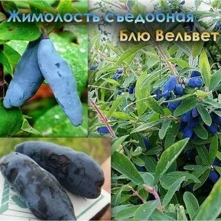 Жимолость сроки