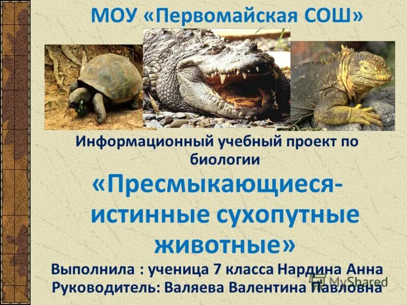 Холоднокровные позвоночные животные. Класс пресмыкающиеся рептилии. Представители отрядом черепахи крокодилы чешуйчатые клювоголовые. Пресмыкающиеся особенности. Отряд пресмыкающиеся рептилии.