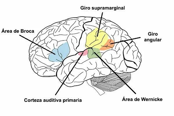 Area de. Broca and Wernicke. Нейро Ен. Broca's area Wernicke's area. Ishemia Broca's area.