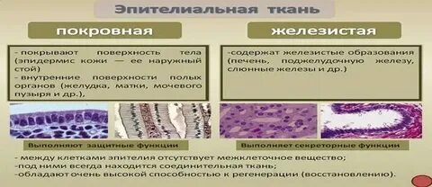 Особенности строения клеток железистого эпителия