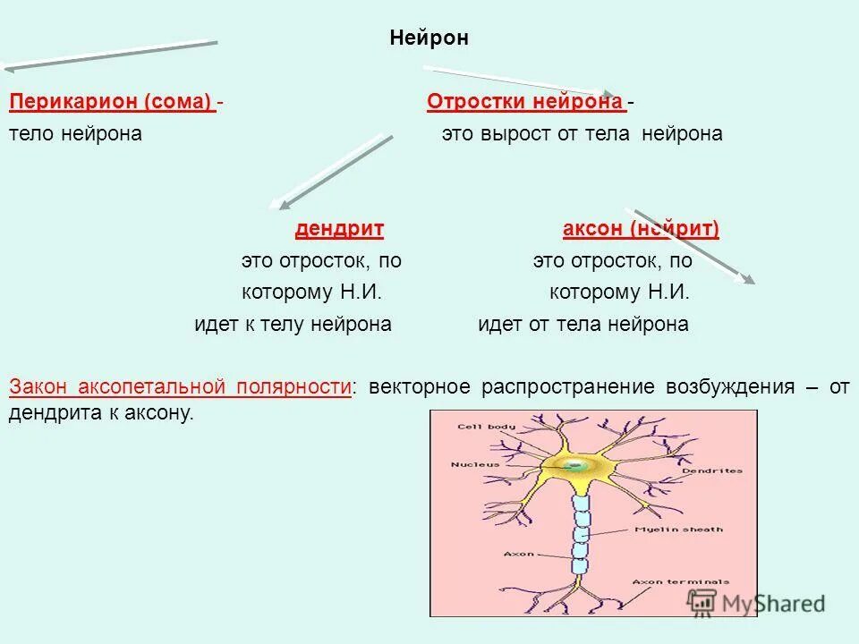 Часы работы аксона сегодня. Магазин аксон тамбов. Аксон вологда магазины 2 этаж. Часы работы аксона сегодня. Аксон выборг.