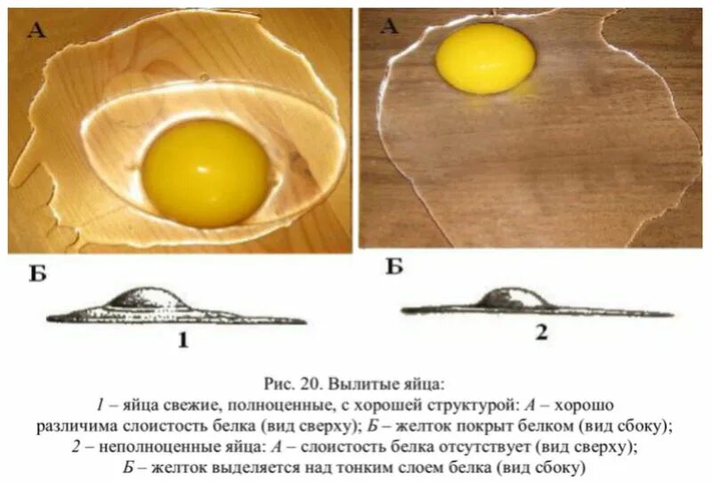 Оплодотворенное ли яйцо. Оплодотворенное куриное яйцо. Как определить яйцо на оплодотворенность. Оплодотворенное яйцо курицы. Как выглядит оплодотворенное яйцо.