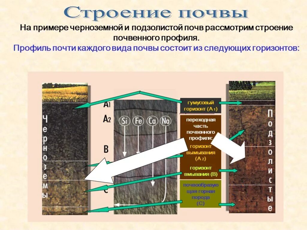 Почва урок географии 8 класс. Структура почвы 8 класс география. Почвенный профиль чернозема и подзолистой почвы. Чернозём строение профиля почвы. Структура почвы почвенные горизонты.