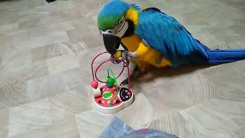 Механический попугай лешенька