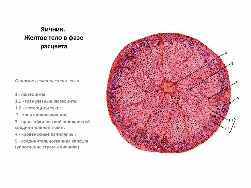 Схема гистологического строения желтого тела. Желтое тело яичника свиньи гистология препарат. жёлтое тело в яичнике гистология препарат. желтое тело яичника гистология. строение желтого тела яичника гистология.