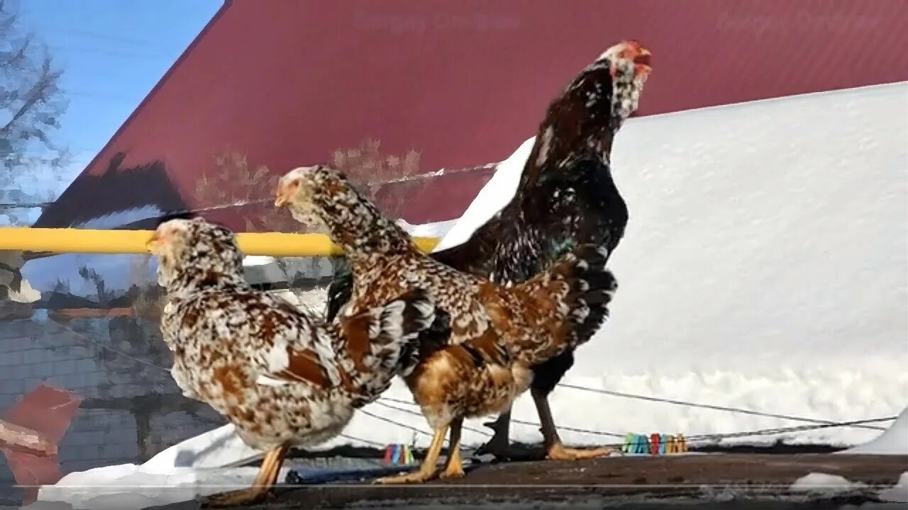 Орловский петух. Курица Орловская петух. Орловские петухи фото. Орел и петух. Орел и куры