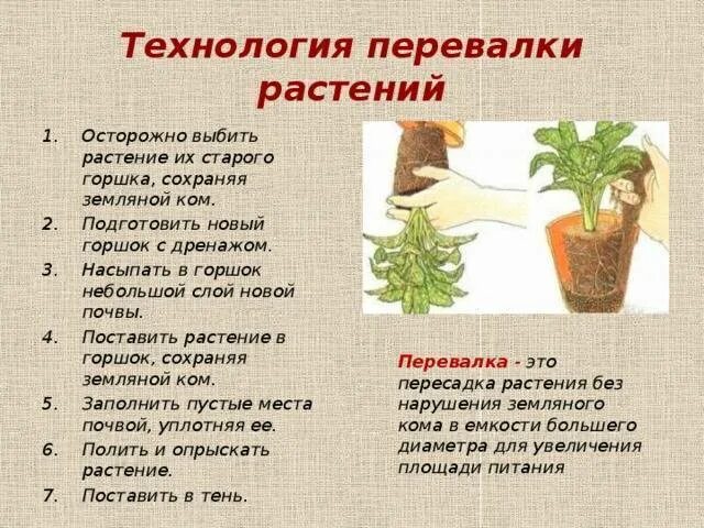 Пересадка и перевалка комнатных растений. Технология перевалки комнатных растений. Технология пересадки комнатных растений. Технологию пересадки и перевалки комнатного растения. Пересадка определение