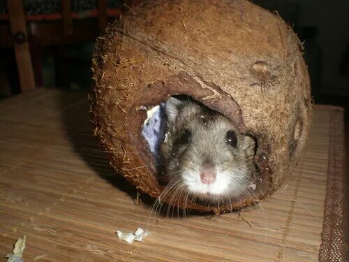 надгробные камни для животных. кот кокос и мышь гашиш. мышь кокос. новогодние игрушки из кокоса. мышь кокос.