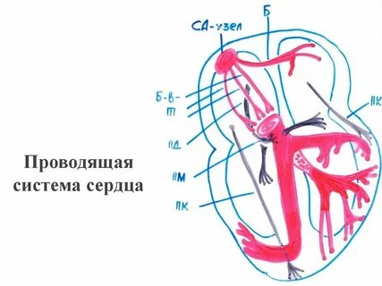 Нервная система сердца