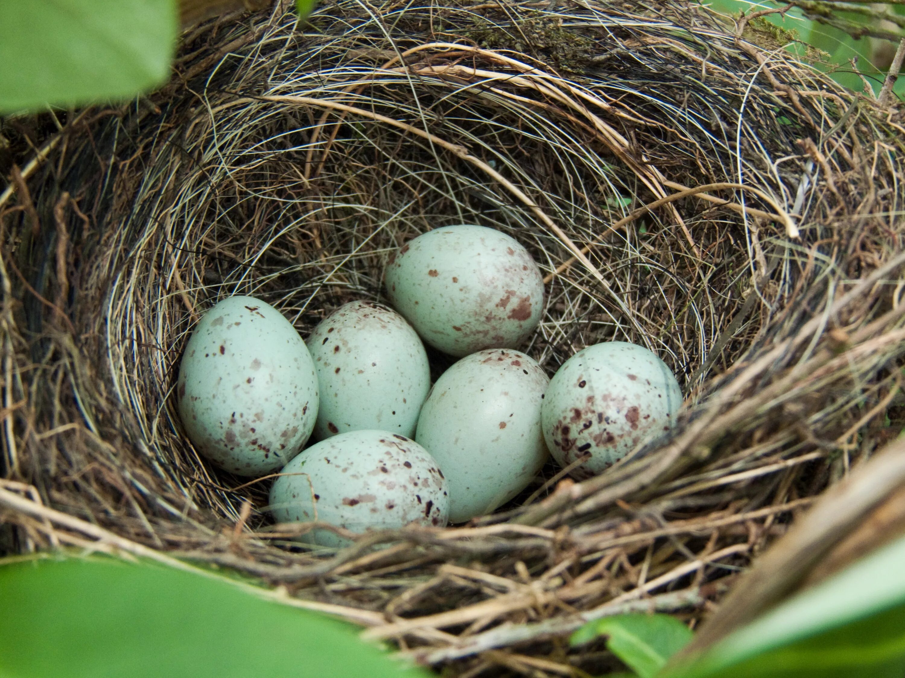 Особенности яйца птиц. Гнездо снегиря. Сарыч гнездо яйцо. Яйца птиц. Гнездо с яйцами.