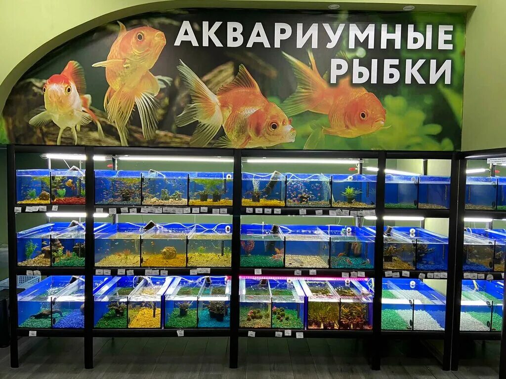 Symphysodon discus heckel blue lace. скалярии черный бархат. фронтоза королева танганьики. скалярия вуалевая. аквариум juwel primo 60.