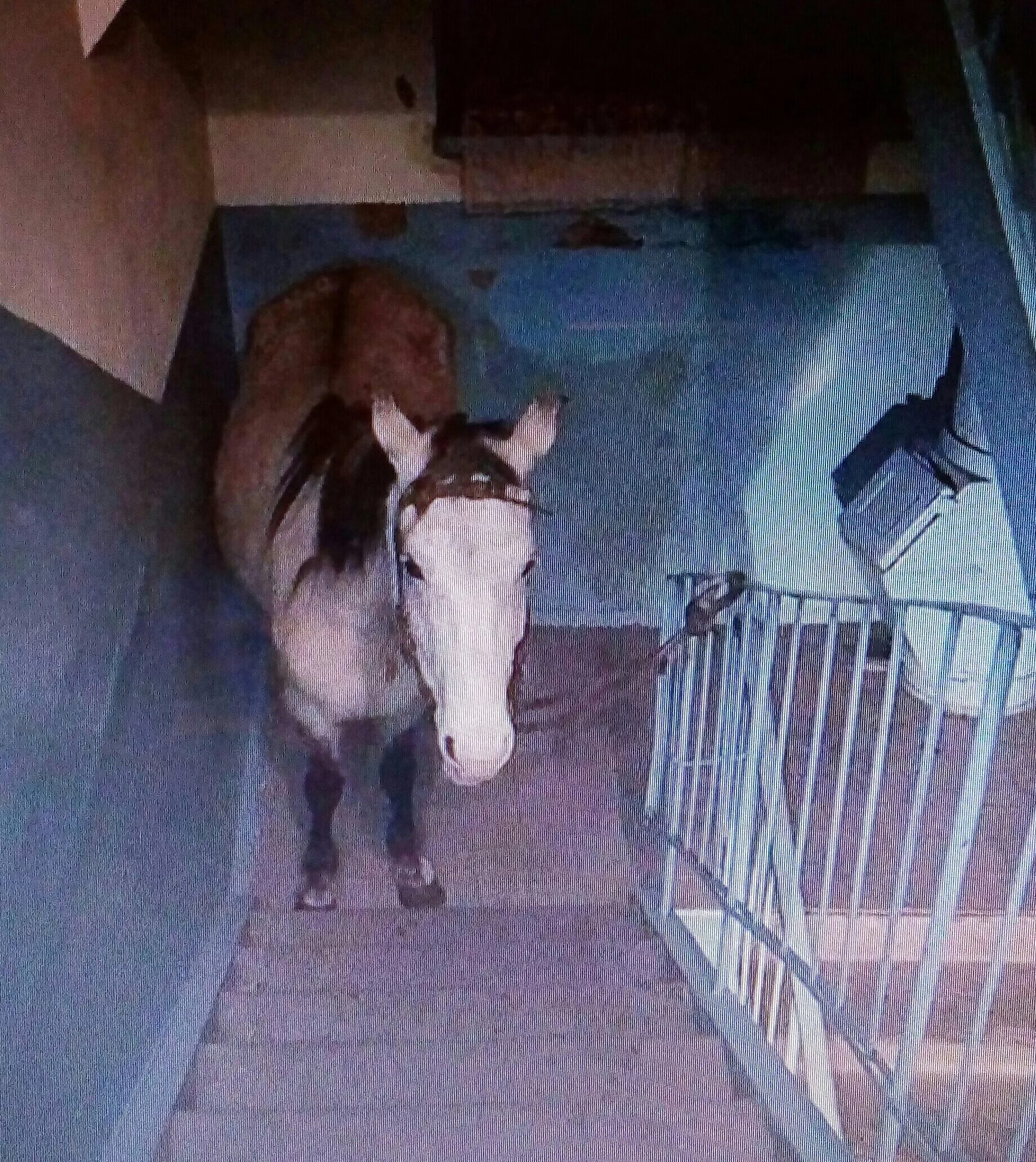 Мужик привел коня в квартиру