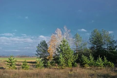 Дерево стояло на опушке леса