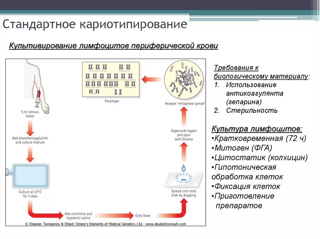 Культивирование лимфоцитов периферической крови. Хромосомный анализ кариотипирование. Кариотипирование лимфоцитов периферической крови. Кариотипирование хромосом. Кариотипирование методика.