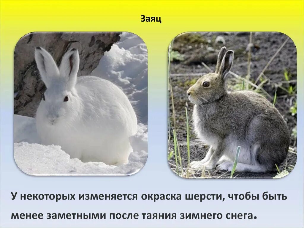 Цвет шерсти зайца. Заяц весной. Сезонные изменения в жизни животных заяц. Заяц меняет окрас. Животные меняющие окраску.