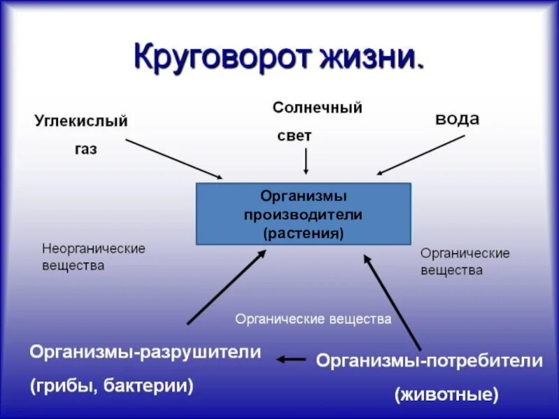 Великий круговорот жизни 3 класс модель. Круговорот жизни в природе. Круговорот жизни 3 класс окружающий мир. Организмы производители.