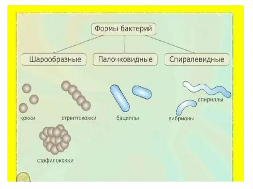 S форма бактерий. Формы бактерий. Три формы бактерий. Формы бактерий схема. Строение и формы бактерий.