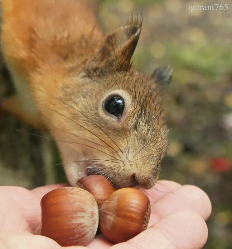Длинноухий бурундук. Белочка с орешками. Какие орехи любят белки. Смешные белочки с орешками. Белка ест с руки.