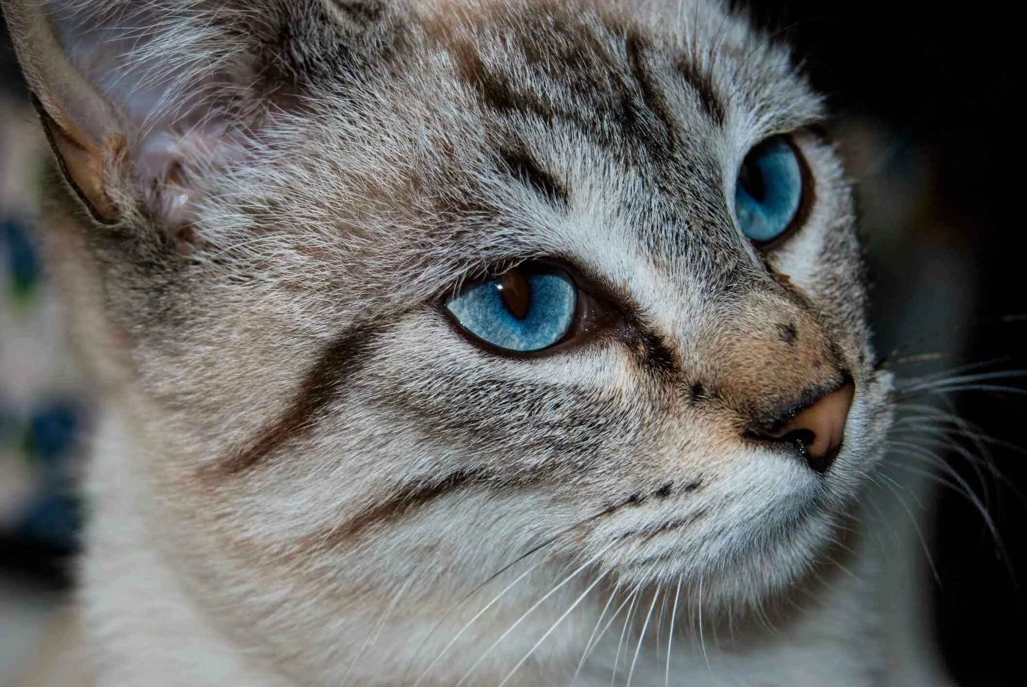 Породы котов с голубыми глазами. Порода Охос азулес. Охос азулес кошка. Порода кошек Охи. Озулес. Охос азулес рыжий.