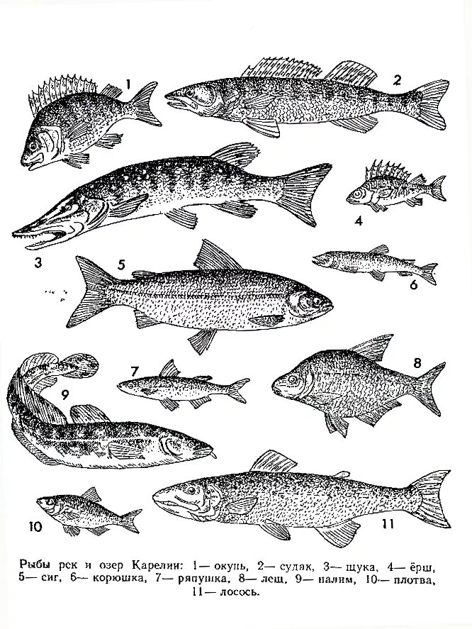 Какая рыба живет в озерах. Речная рыба Карелии. Изображение пресноводных рыб. Речные и озерные рыбы. Озерные рыбы названия.