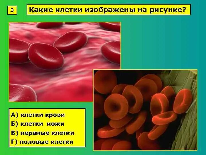 Кровь на б клетки. Какие клетки. Какая клетка изображена. Какие клетки крови изображены на рисунке. Какая клетка изображена на рисунке.